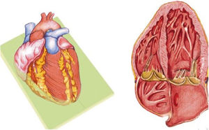 Esquema de plano apical de 4 cámaras