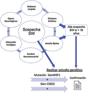 Establecimiento de la sospecha clínica de síndrome de Wolfram y solicitud de estudio genético. Diabetes mellitus y diabetes insípida, atrofia óptica y sordera son los componentes básicos. En presencia de signos clínicos compatibles, se solicitará el estudio de los genes WSF1 y CISD2 para confirmar el diagnóstico.