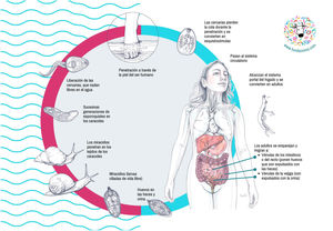 Ciclo biológico del Schistosoma spp. Elaboración: Fundación iO.