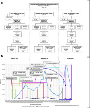 Descripción temporal de la población estudiada y de las variantes de preocupación en las tres olas epidemiológicas de la pandemia 1a) Datos de la población estudiada en las tres olas epidemiológicas de acuerdo a los criterios de clasificación del SISVER. Solo los casos confirmados por RT-PCR fueron incluidos. Para la primera ola (marzo 28 del 2020-julio 02 del 2020), el tamaño de la muestra fue n = 238.511 casos confirmados. Para la segunda ola (septiembre 14 del 2020-febrero 21 del 2021), el tamaño de la muestra fue n = 864.033 casos confirmados. Para la tercera ola (junio 25 del 2021-septiembre 18 del 2021), el tamaño de la muestra fue n = 252.755 casos confirmados. 1b) A lo largo de las tres olas epidemiológicas de la pandemia en México identificamos ocho variantes diferentes que pueden ser responsables del comportamiento epidemiológico de la pandemia.