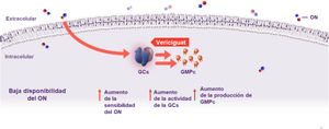 Mecanismo de acción de vericiguat.La vía de señalización óxido nítrico-guanilato ciclasa soluble-guanosín monofosfato cíclico (ON-GCs-GMPc) juega un papel fisiológico importante que incluye la regulación de la función cardiaca y renal. Esta vía está alterada en la insuficiencia cardiaca, lo que conlleva una reducción de la protección frente lesiones del miocardio, el remodelado ventricular y el síndrome cardiorrenal. Vericiguat es un estimulador de la GCs intracelular, lo que restablece la deficiencia relativa en la vía de señalización ON-GCs-GMPc mediante la estimulación directa de la GCs, de forma independiente y sinérgica con el ON, para aumentar los niveles de GMPc, lo que contribuye a mejorar la función miocárdica y vascular. GCs: guanilato ciclasa soluble; GMPc: guanosín monofosfato cíclico; ON: óxido nítrico. Fuente: adaptada de González-Juanatey et al.5.