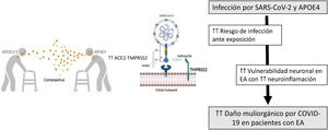 Esquema de representación de la mayor relación entre la infección por SARS-CoV-2 y los pacientes con genotipo APOE4. ACE2: enzima convertidora de la angiotesina2; APOE4: apolipoproteína E4; TMPRSS2: serina-proteasa transmembrana de tipo2.
