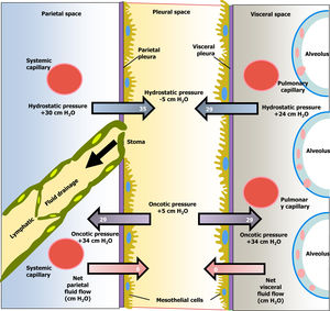 Diagram of the movement of pleural fluid in the pleural space under normal conditions.