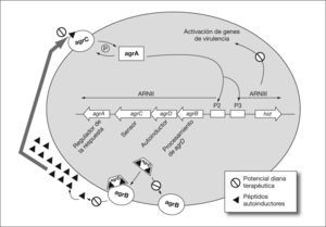 Ilustración esquemática del sistema agr de S. aureus. Se muestra la organización molecular que conduce a la producción de péptidos autoinductores y activación de la respuesta agr. Se muestran los componentes o procesos que son dianas terapéuticas potenciales de los inhibidores del quorum-sensing.