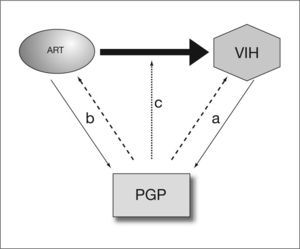 Las interacciones entre la glucoproteína P (PGP) y la infección por el virus de la inmunodeficiencia humana (VIH) son complejas. La PGP parece influir en la infectividad por el VIH y, a su vez, la infección por el VIH altera la expresión de la PGP (a). Por otra parte, algunos antirretrovirales afectan a la expresión de la PGP y, a su vez, la PGP influye en su farmacocinética (b) y farmacodinamia (c).