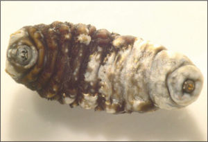 Larva en estadio III de Dermatobia hominis.