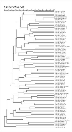 Dendrograma de las 83 cepas de Escherichia coli con betalactamasas de espectro extendido (BLEE). Se detalla el número de cepa, las iniciales del hospital de procedencia, el pulsotipo y finalmente la BLEE identificada.