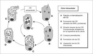 Ciclo celular de Chlamydophila pneumoniae. CE: cuerpo elemental; CR: cuerpo reticular.