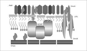Proteínas de la envuelta celular de Chlamydophila pneumoniae. LPS: lipopolisacárido; Omc: complejo proteico de membrana externa; PMP: proteínas polimórficas de la membrana externa.