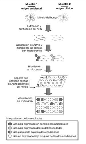 Aplicación de la técnica de microarrays a la búsqueda de genes relacionados con la patogenicidad fúngica.