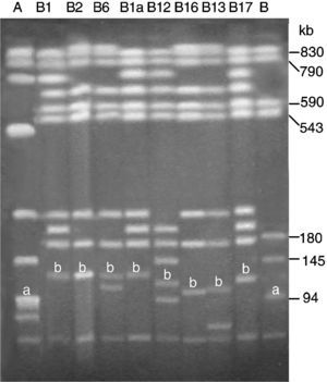 Análisis de macrorrestricción genómica mediante PFGE utilizando la endonucleasa BlnI de aislamientos de Salmonella typhimurium portadores de diferentes plásmidos del grupo pUO-StVR. A y B, perfiles mostrados por aislamientos de S. typhimurium fuera de grupo: A, LSP 14/92 (representativo del clon pentarresistente DT104) y B, cepa tipo LT2 (pSLT). B1, B2, B6, B1a, B12, B16, B13 y B17, perfiles generados por LSP 31/93 (pUO-StVR2/ca. 130kb), LSP 137/01 (pUO-StVR2/ca. 130kb), LSP 174/01 (pUO-StVR2/ca. 125kb+pUO-StR12/ca. 110kb), CNM 42/04 (pUO-StVR4/ca. 135kb), CNM 173/02 (pUO-StVR5/ca. 115kb), CNM 171/02 (pUO-StVR6/ca. 105kb), CNM 179/02 (pUO-StVR7/ca. 105kb), CNM 79/04 (pUO-StVR8/ca. 120kb), respectivamente. Este último perfil también fue generado por CNM 181/04 (pUO-StVR9/ca.120kb). a: plásmido pSLT de 94kb específico del serotipo typhimurium; b: fragmentos correspondientes a plásmidos pUO-StVR identificados mediante hibridación utilizando como sonda el plásmido pUO-StVR2.