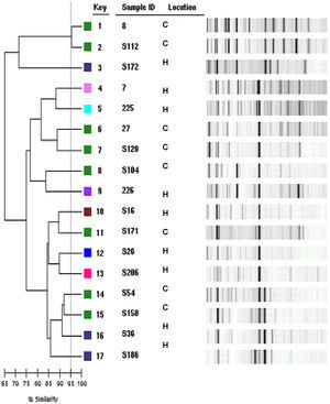 Relaciones genéticas estudiadas por repetición de reacción en cadena de la polimerasa automatizada (Sistema DiversiLab) entre aislamientos clínicos de Escherichia coli. C: comunitaria, H: hospitalaria.