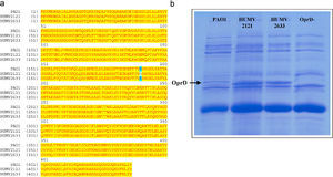 a) Alineamiento de la proteína oprD en los aislados clínicos HUMV-2121 y HUMV-2633 y de la cepa de referencia PAO1. b) Análisis mediante SDS-PAGE de las proteínas de membrana externa de los aislados HUMV-2121, HUMV-2633, PAO1 y un mutante en el gen oprD.