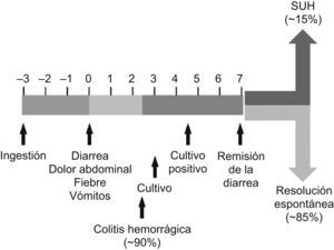 Desarrollo de las infecciones por Escherichia coli verotoxigénicos O157:H7 en niños. SUH: síndrome urémico hemolítico. Basado en el original de Tarr et al30.