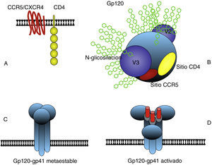 La estructura principal de la envoltura del VIH consiste en un trímero de gp120 y gp41 anclado en la membrana externa (C). Gp120 interacciona con las moléculas CD4 y CCR5 o CXCR4 (B) y se produce un cambio conformacional secuencial que activa los dominios fusogénicos de gp41 que median la fusión entre las membranas del virus y la célula (D). La subunidad gp120 presenta en el exterior zonas hipervariables y una abundante glicosilación que dificulta la neutralización por anticuerpos. La zona responsable del reconocimiento de CD4 es poco accesible así como la zona de unión al co-receptor CCR5 o CXCR4 que solo se constituye espacialmente después de la interacción con CD4 (B).