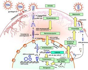 Ciclo biológico del virus de la inmunodeficiencia humana.