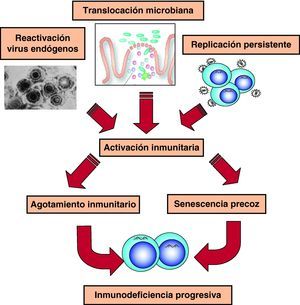 Mecanismos patogénicos en la fase crónica de la infección.