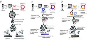 Ensayos de virus recombinantes para la determinación fenotípica de la resistencia a los antirretrovirales. En el método Antivirogram® (Virco) (1) los virus recombinantes se preparan mediante transfección de células MT-4 con el producto amplificado PR-RT y con un plásmido que contiene el genoma completo del VIH salvo la región gag-pro-RT. La CI50 del virus recombinante se determina en cultivos, midiendo la viabilidad de células MT4 infectadas con el virus recombinante en presencia de diluciones de cada antirretroviral. El método Phenoscript (Viralliance) (2), combina aspectos de los otros dos métodos: un proceso de recombinación homóloga, como en el Antivirogram, con un sólo ciclo de replicación viral, como en el Phenosense. Las células diana (P4) contienen el gen de la β-galactosidasa controlado por LTR de HIV de modo que cuando se acumulan suficentes productos del gen TAT en la célula infectada, se expresa el gen de la β-galactosidasa y su producto se puede medir mediante colorimetría o fluorimetría. El método Phenosense (ViroLogic) (3), a diferencia del Antivirogram, es un ensayo de un solo ciclo de replicación viral, lo que reduce el tiempo para los resultados. Utiliza un proceso de ligación, más que de recombinación homologa, para introducir el fragmento amplificado mediante RT-PCR en el genoma de una partícula de VIH en la que el gen env ha sido sustituido por un gen productor de luciferasa. En un ciclo de replicación este virus es capaz de producir todas las proteínas de VIH a excepción de las de envoltura y, en su lugar, se expresa el gen de la luciferasa. La CI50 del virus recombinante se determina cuantificando la expresión del gen de la luciferasa en cultivos de célula infectadas con el virus recombinante en presencia de antirretrovirales.