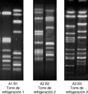 Perfil de ADN cromosómico de las 6 cepas de L. pneumophila sg.1. Se muestran los 2 subtipos de ADN cromosómico, obtenidos por Sfi1-PFGE, aislados en cada una de las torres de refrigeración. Los subtipos A1, A2 y A3 pertenecen a las cepas con patrón de ADN cromosómico idéntico al de la cepa aislada en los pacientes de cada uno de los brotes de legionelosis.