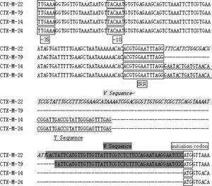 Alignment of nucleotide sequences including variable sequences between the ISEcp1 and different blaCTX-M-type genes for comparison.