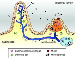 Pathogenesis model of Yersinia enterocolitica. (1) Yersinia cells traverse the intestinal epithelium via epithelial cells to the submucosa. (2) Submucosal macrophages phagocytose the pathogen and enter into the lymphatic system thereby reaching the MLN. (3) Alternatively, bacteria can be engulfed by M cells. (4) Once in the PP Yersinia forms microcolonies and starts replication. (5) Eventually, bacterial cells are located in the MLN and can equally form microcolonies to allow replication.