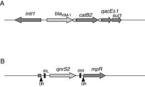 Estructura esquemática del entorno genético de blaVIM-1 y qnrS2. Cada gen se representa mediante flechas horizontales y los sitios attC mediante círculos. Además se indican las repeticiones invertidas (IRR y IRL), y los sitios de duplicación de la diana (DR).