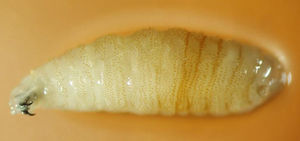 Aspecto general de una de las larvas extraídas del paciente (×8).