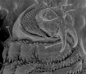 Detalle del extremo anterior de larva de W. magnifica (×250). an: antena; ep: espiráculos protorácicos; gc: gancho del esqueleto cefalofaríngeo; sm: sensila maxilar.