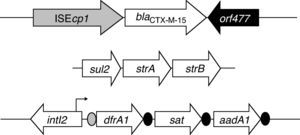Estructuras genéticas asociadas a los genes blaCTX-M-15 y sul2 y estructura del integrón de clase 2 de la cepa de Shigella sonnei.