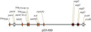 Representación parcial del plásmido pEK499, formado por la fusión de dos plásmidos de los grupos FII y FIA. Porta hasta 10 genes que confieren resistencia a 8 clases de antibióticos, entre ellos, las β-lactamasas blaTEM-1, blaCTX-M-15 y blaOXA-1; genes de resistencia aminoglucósidos, aac6-Ib-cr; macrólidos, mph(A); cloranfenicol, catB4; tetraciclina, tet(A); estreptomicina, aadA5 y sulfonamida, sulI. Posee dos copias del sistema vagD-vagC, asociado a virulencia, y los sistemas toxina-antitoxina, pemI-pemK y ccdA-ccdB, implicados en el mantenimiento del plásmido, mediante el proceso de muerte post-segregación13.