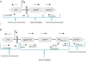 Estructura esquemática (no a escala) de los integrones de clase 1 caracterizados en cepas de Pseudomonas aeruginosa aisladas de pacientes con fibrosis quística. En A) se representa la organización del integrón de ∼1,5kpb de la cepa 71r de P. aeruginosa, que presenta identidad con intI1 [integrasa], aadA7 (GenBank número de acceso: DQ899757) [resistencia a aminoglucósidos] y qacΔE1 [gen que codifica la resistencia a las sales cuaternarias de amonio]. En B) se representa el integrón de ∼3,5kpb conservado en las 6 cepas de P. aeruginosa, que presentando identidad con intI1 [integrasa], aac(6′-IIc) (GenBank número de acceso: AF162771) [resistencia a aminoglucósidos], aadA1 (GenBank número de acceso: HQ454494) [resistencia a aminoglucósidos], blaOXA-141 (GenBank número de acceso: EF552405) [β-lactamasa de espectro extendido] y qacΔE1 [gen que codifica la resistencia a las sales cuaternarias de amonio]. Las flechas completas indican la orientación de la transcripción. Las flechas punteadas muestran los iniciadores empleados.