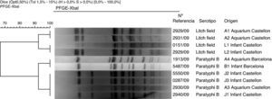 Profile of the genomic DNAs of Salmonella enterica serotypes Paratyphi B and Litchfield after digestion with Xbal (from outbreaks in Barcelona and Castellon).
