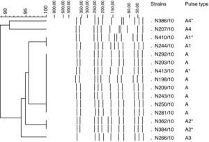 Dendrogram showing PFGE patterns of NheI-digested genomic DNA of the meningococcal strains isolated from MD outbreak of oil refinery at Paulínia and *neighboring community (Cosmópolis) in 2010.