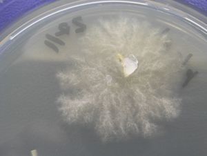 Pythium insidiosum. Crecimiento de la colonia en medio Sabouraud.