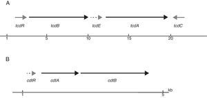 A) Esquema del locus de patogenicidad (PaLoc) que contiene los genes que codifican las 2 toxinas tcdA y tcdB (flechas negras), los genes reguladores tcdR y tcdC (flechas grises) y la holina tcdE (flecha punteada). B) Región que codifica la transferasa de Clostridium difficile, también conocida como toxina binaria.