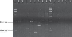 Productos de PCR con el iniciador RAPD A18 en gel de agarosa al 1%. Carriles 1 y 10: marcadores; carriles 2-4: Lyco 1, 4 y 5; carriles 5 y 6: ARSEF 512 y 1884; carril 7: ATCC 32865; carriles 8 y 9 testigos (Z. radicans y C. agavicola); carril 11-15: STAFFS 4:004, STAFFS 15:008, STAFFS 10:027, STAFFS 1:037, STAFFS 04:427.