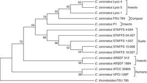 Árbol filogenético basado en la secuencia de la región ITS de C. coronatus, usando el método NJ. Se usó C. thromboides como grupo externo. Los números cercanos a los nodos representan valores Bootstrap expresados como porcentaje de 2.000 repeticiones.