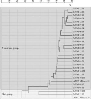 Dendrogram resulting from single-linkage cluster analysis mass spectra of T. rubrum strains and out-group strains T. interdigitale (MUM 10.136 and MUM 12.07) and reference strain T. mentagrophytes (ATCC MYA-4439) obtained by MALDI-TOF ICMS analysis. Distances were measured as percentage of mass similarity.