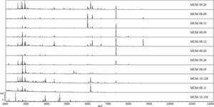 MALDI-TOF ICMS mass spectra of T. rubrum strains (MUM 09.29, MUM 08.09, MUM 08.13, MUM 09.09, MUM 08.12, MUM 09.20, MUM 09.26, MUM 08.05, MUM 10.128 and MUM 08.11) and the out-group MUM 10.136 T. interdigitale strain.