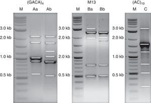 PCR pattern for primers M13, (GACA)4, and (AC)10. Lane M, 0.1–10kb ladder; lanes Aa and Bb as DNA profiles for reference strain, MUM 09.09, MUM 08.05, MUM 08.12, MUM 08.13, MUM 08.15, MUM 10.128, MUM 09.20, MUM 09.26 and MUM 09.29. Lanes Ab and Ba as DNA profile for isolates MUM 08.11. Lane C, DNA profile for all isolate.