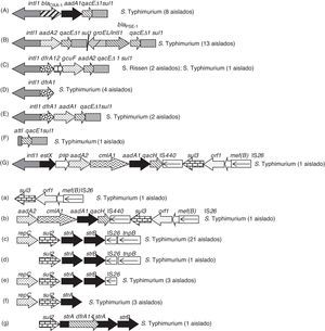 Estructuras genéticas de los integrones de clase1 (estructuras de «A» a «G») y entornos de los genes de resistencia a sulfamidas sul (estructuras de «a» a «g») encontrados en los aislados de Salmonella enterica AMPR.