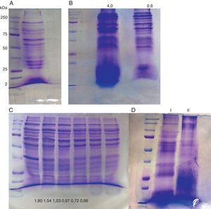 . Proteínas ES de Anisakis en un gel de poliacrilamida en gradiente 10-13% (A). Extractos antigénicos de Anisakis, uno concentrado mediante calor (4,0μg/μl) y otro no (0,8μg/μl) (B). Productos ES de Anisakis con distinta concentración antigénica en μg/μl (C). Mezcla de extracto antigénico ES de Anisakis con tampón de muestra hervida (i) y sin hervir (ii) (D).