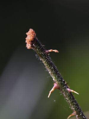 Cúmulo de larvas en planta herbácea.