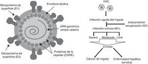 Estructura del virus de la hepatitisC e infección. A)Estructura de la partícula del virus de la hepatitisC: la proteína core del VHC interactúa con el ARN genómico viral para formar una nucleocápside. En la membrana se encuentran las glicoproteínas E1 y E2, asociadas con la envoltura por medio de lípidos generados por el huésped. B)Evolución de la infección por VHC en el organismo. En el 80% de los casos la infección progresa a crónica. Modificado de Sharma2.