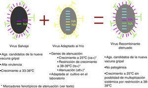 Producción de cepas vacunales para la elaboración de vacunas antigripales atenuadas.
