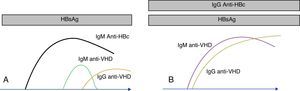 Marcadores serológicos del VHD. Los anticuerpos anti-VHD aparecen en presencia del antígeno de superficie del VHB. En la coinfección (A) los anticuerpos anti-VHD se elevan conjuntamente con la IgM anti-HBc. En la sobreinfección (B), la seroconversión de VHD se presenta sobre anticuerpos anti-HBc de clase IgG.