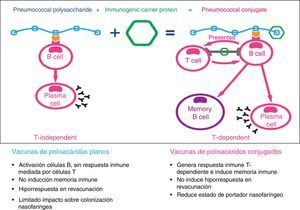 Tipo de respuesta inmune inducida por las vacunas de polisacáridos capsulares (vacunas de polisacáridos planos vs. vacunas conjugadas).