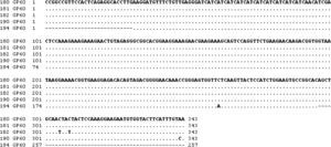 Alignment of common fragment sequences obtained for the gp60 gene of Cryptosporidium hominis. SNP are marked.