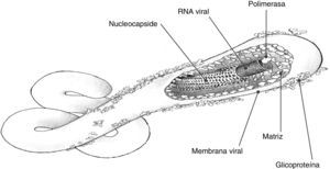 Estructura del virus ebola.