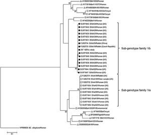 Phylogenetic relationships between Cryptosporidium cuniculus and Cryptosporidium spp. sub-genotypes at the GP60 locus inferred by a neighbour-joining analysis of the nucleotide sequence covering a 445-bp region (positions 1 to 445 of GenBank accession number GU971645, allele VbA34) of the gene. Empty and filled circles indicate representative C. cuniculus sequences belonging to the sub-genotype families Va and Vb, respectively. Empty triangles and squares indicate representative sequences of the most frequent sub-genotypes of C. hominis and C. parvum, respectively. Bootstrapping values over 50% from 1000 replicates are indicated at the branch points. The evolutionary distances were computed using the Kimura 2-parameter method. The rate variation among sites was modelled with a gamma distribution (shape parameter=2). C. ubiquitum was used as outgroup taxa.